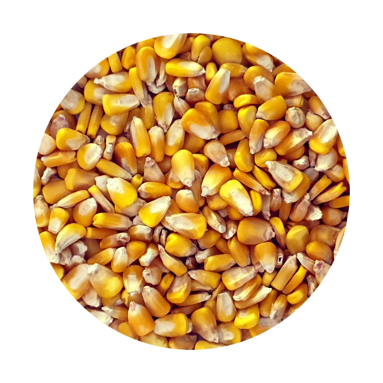 Maize