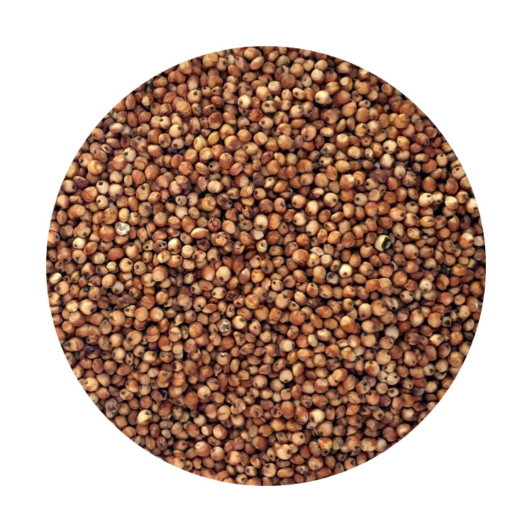 Sorghum Red