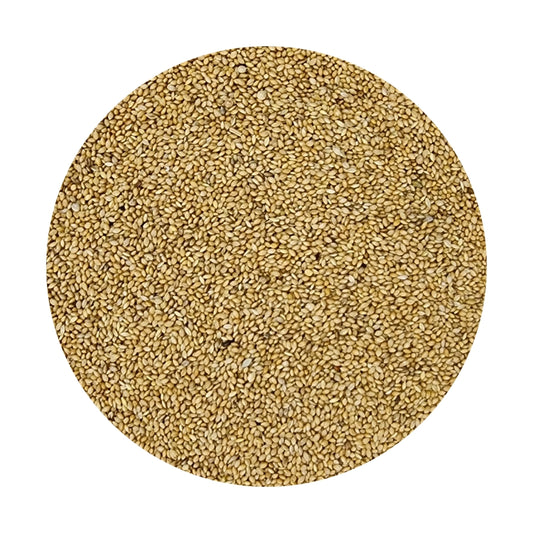 Panicum Yellow