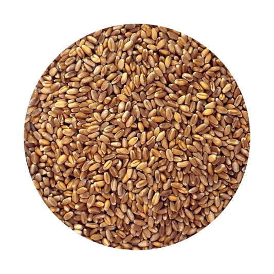 Wheat